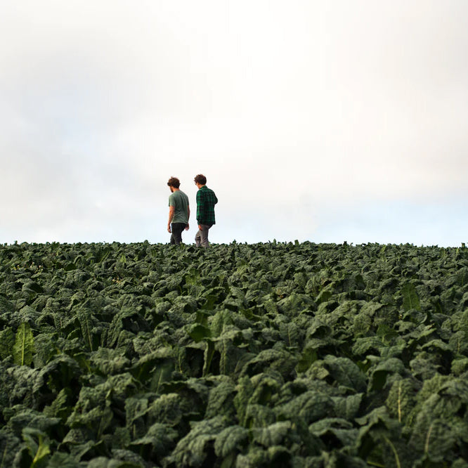Two people walk through a vast field of kale crops.