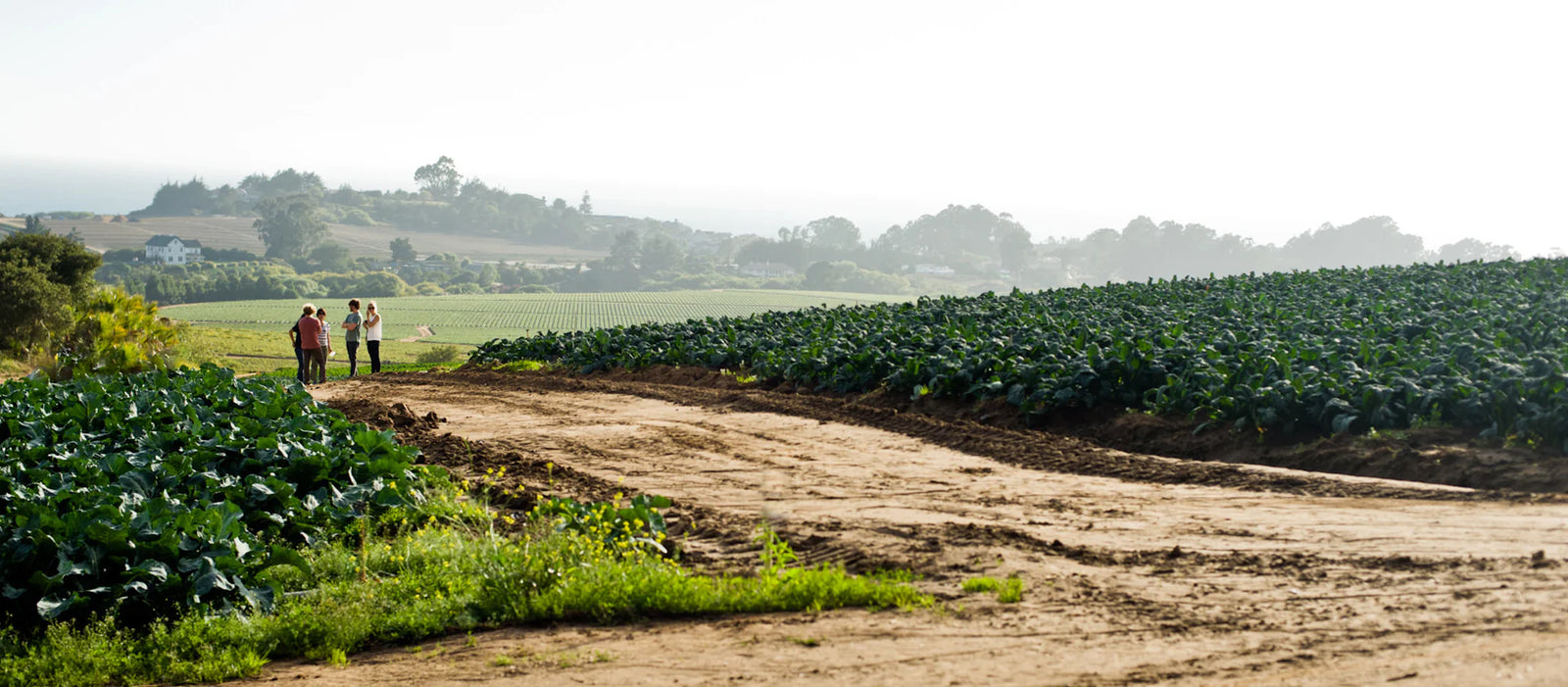 "Group standing in lush organic farmland with rolling hills beyond."