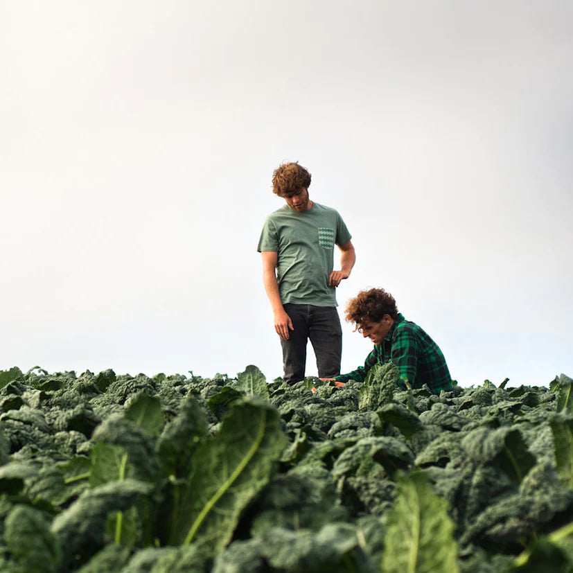Two people inspecting lush kale plants in an open field.