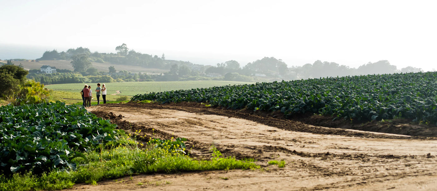 A scenic organic farm with lush green crops growing in neat rows under a bright sky. A dirt path winds through the field, leading to a small group of people engaged in conversation. Rolling hills, vineyards, and a white farmhouse are visible in the background, creating a picturesque agricultural landscape.